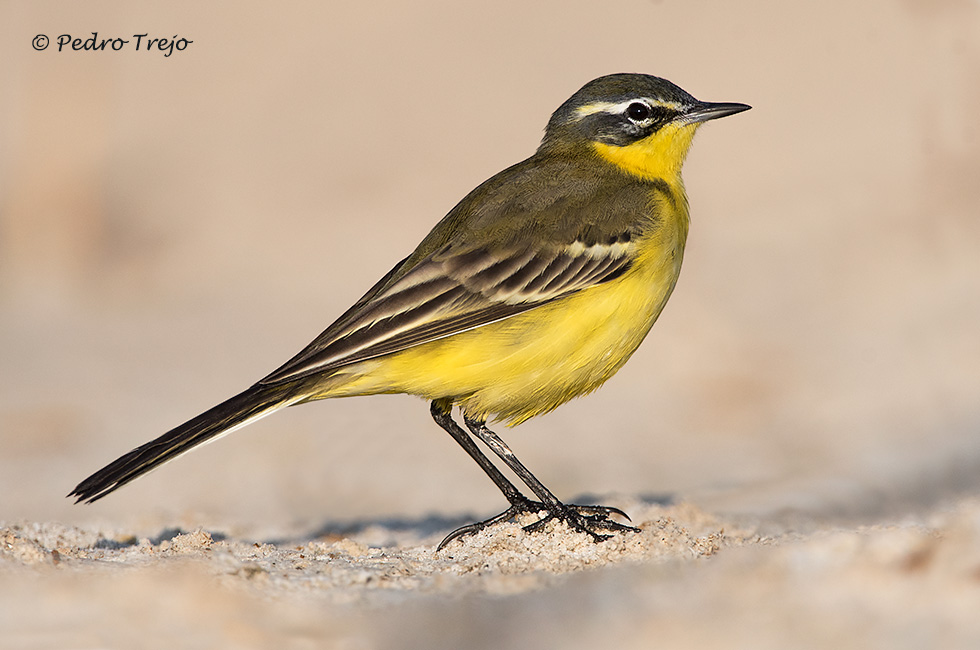 Lavandera Boyera (Motacilla flava)